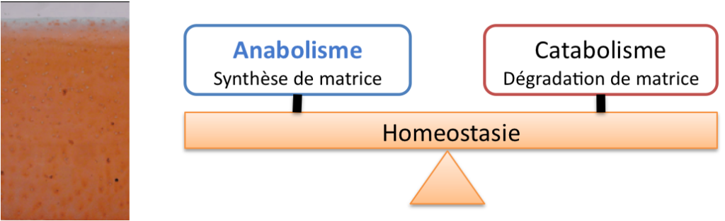 homeostasie1